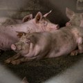 Afrička kuga svinja registrovana i u Srbiji: Bolest preti ekonomijama širom sveta