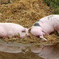 Zaraza se širi: Farkaždin četvrto selo u okrugu u kom se pojavila afrička kuga svinja