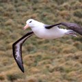 Detektuju infrazvuk za let dug 10 puta do Meseca i nazad – zadivljujući albatrosi