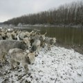 Evakuacija životinja na Krčedinskoj adi: Danas pauza, akcija se nastavlja sutra, na ostrvu ostalo 12 krava i konji