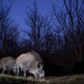 Tigar lovio vepra, pa završili u bunaru: Sarađivali tokom spasavanja VIDEO