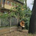 Vetar iščupao drvo: Palo stablo na dečiju ambulantu u Novom Kneževcu