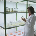 Veliki uspeh banjalučkih istraživača: Prvi put proizveden glamočki krompir "iz epruvete"