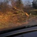 Haos na auto-putu kod Kovilja: Vozači u šoku, ogromno drvo palo nasred kolovoza, saobraćaj gotovo blokiran!