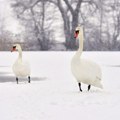 Staro jezero dobilo nove stanare! Labudovi osvojili srca kikinđana, građani i deca ih obožavaju