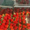 Stigle prve jagode na pijace u Srbiji Cena paprena, evo koliko košta 600 grama