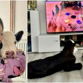 Telence na ivici života i smrti postalo maza porodice. Sada sa klincima uživa u crtanim filmovima, kaže Baščanka i majka…