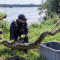 Šok prizor na Dunavu! Žena (66) se sunčala pa u travi ugledala ogromnu zmiju - stručnjaci potvrdili da je u pitanju anakonda…