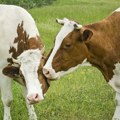 "Probodi ga, probodi!" Drama u Hrvatskoj: Pozvali veterinara da im spasi bolesnu kravu, pa potegli vile na njega