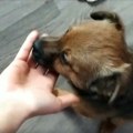 (Video) Staje, vadi štene, spušta ga kraj puta i odlazi. A ono... trči za kolima... Kamera u Valjevu snimila trenutak…