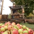 Prerada kolačare, retke domaće sorte jabuka, u Sovljaku u Mačvi