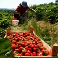 Klimatske promene "došle glave" slavnim slatinskim jagodama: "Nekada se od dva dunuma za 2 meseca moglo da zaradi za novi…