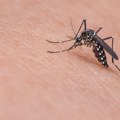 100 Uboda krvopija za 15 minuta Najezda komaraca u Hrvatskoj, traži se objava elementarne nepogode (foto)