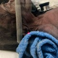 Prva rođena beba gorile na carski rez: Lekari ne mogu da veruju koliko podseća na ljudski porođaj