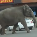 Vic dana Hoće slon da ilegalno pređe granicu, međutim ne zna kako
