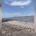 Masovni pomor ribe u meksičkoj državi Čivava zbog suše: Temperature premašile 40 stepeni (video)