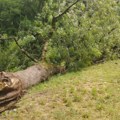 Vetar iz korena iščupao stablo u Šumaricama