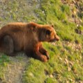 (Foto) ovog čoveka su sekunde delile od smrti: Krvave glave leži dok ga medved baca na sve strane, ljudi izbezumljeno…