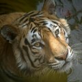 Horor u zoo vrtu, tigar unakazio čuvara! Čovek (52) napravio kobnu grešku, zver ga ščepala direktno za glavu, pred…