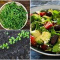 Salata koja donosi veliki prihod Može da se uzgaja čak i na balkonu, a kilogram se prodaje za 25 evra sada je pravo vreme za…