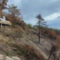 И даље видљиве последице пожара: Шума око Стазе здравља на Вршачким планинама чека обнову