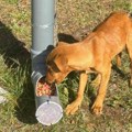 Lepe vesti sa divčibara: Dobri ljudi osmislili kako da psi lutalice nikad ne budu gladni (foto)