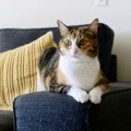 5 svakodnevnih navika kojima mački idete na živce