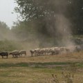 Borba protiv požara na više lokacija u Srbiji, najteže u Deliblatskoj peščari