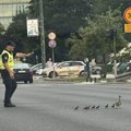 Fotka decenije: Policajac u Sarajevu zaustavio saobraćaj da prođu patka i pačići