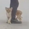 Prvi snimak, mala maca! Mališa odmah prišao da se mazi: Neverovatan prizor sa Čantavirskog puta, lavić je zbrinut (video)