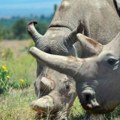 Vantelesna oplodnja mogla bi da spasi bele nosoroge od izumiranja