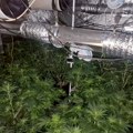 U Kragujevcu otkrivena laboratorija za proizvodnju marihuane: Pronađeno 14 kilograma droge, uhapšena dvojica