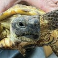 FOTO: Preko Horgoša pokušan šverc zaštićenih vrsta zmija i kornjače