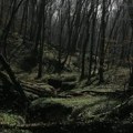 Srpske šume prepune prirodnog (skrivenog) blaga