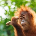 Po uzoru na kinesku "panda diplomatiju": Malezija želi da poklanja orangutane