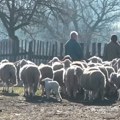 Malobrojne porodice žive od stočarstav u Toplici