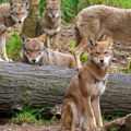 Počinje lov na vukove u nedelju! Lovci iz ovog dela Srbije krenuće u "napad", a onda im sledi i vo na ražnju