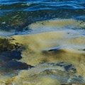 Na Jadranskom moru se pojavila misteriozna sluz, naučnici tek sad otkrili o čemu se radi