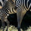 Zebra povredila dete i muškarca u Zoološkom vrtu