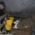 (Video) Kakav rekord krava Beba otelila čak 4 teleta Sanela, Kasandra, Boki i Deki doneli veliku radost porodici Mladenović