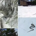 Zmija se pojavila usred snega u kuršumliji — narodno verovanje kaže: Ovo je loš znak! Desiće se...