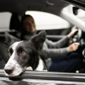 Kako najlakše da očistite automobil od dlaka kućnih ljubimaca: Pomoću ovih par caka zauvek ćete ih se rešiti