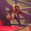 "Gospođo, ne paničite": Vozao je kolica 20 minuta po prodavnici, a da nije primetio gošću
