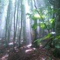 Srbija pod udarom ekstremnog toplotnog talasa – temperatura do 40 stepeni