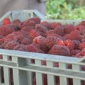 Kad voće padne na testu: Ove godine izvezeno 860 tona, a evo zbog čega se gajbe vraćaju sa granice