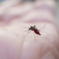 Dve osobe umrle od malarije u Nemačkoj zbog komarca: Epidemiolog upozorava da bolest preti da se širi jer je sve toplije