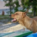 Zašto pas iznenada laje na nepoznate ljude? Nije uvek znak da mu se "ne dopadaju"