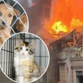 Ruski napad pogodio azil za životinje, 13 njih stradalo. Vlasnica razvalila vrata i spasavala ih iz vatrenog obuča.
