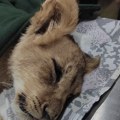 Srbija: Šverc životinja kao ubistvo bez ispaljenog metka