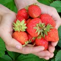 Očistite jagode od pesticida pomoću ove 3 namirnice koje imate kod kuće